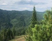 На Алтае создадут запас семян лесных растений