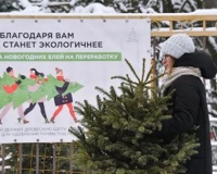 Игрушки из спила, крафт и живая ель: как встретить Новый год экологично